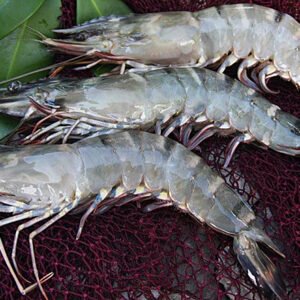 Three fresh prawns placed on a fishing net with green leaves in the background