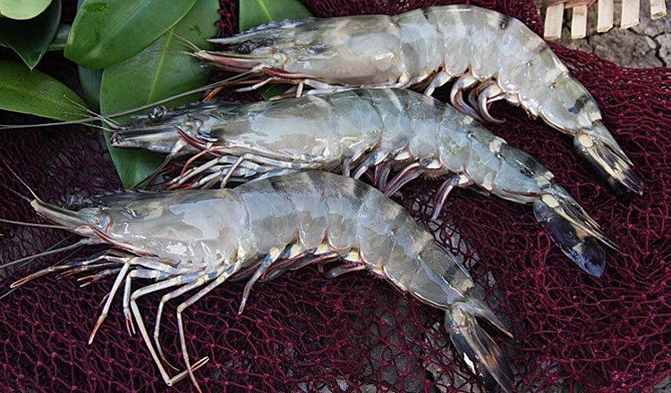 Feature-Photo-Resized-1 Three fresh prawns placed on a fishing net with green leaves in the background