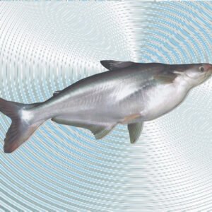 Single whole fish with silver body displayed on a patterned light background, showing its smooth skin and fins