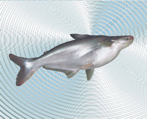 basa-whole-fish-874 Single whole fish with silver body displayed on a patterned light background, showing its smooth skin and fins