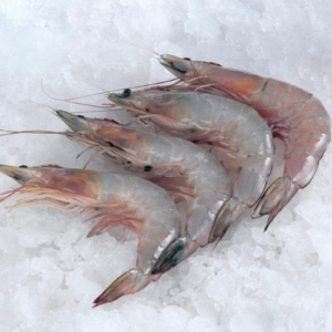fresh raw prawns placed on crushed ice, showing their translucent shells and long antennae