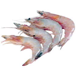 Prawns Shrimps