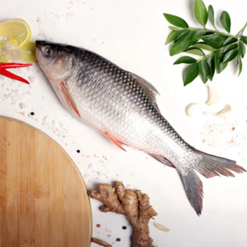 rohu fish rohu fish image