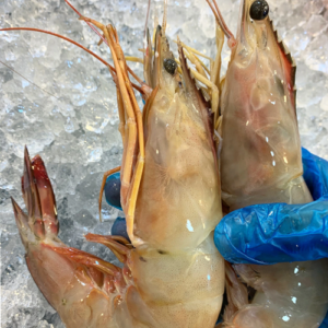 Fresh large prawns held by a gloved hand on a bed of ice, showing their translucent shells and long antennae