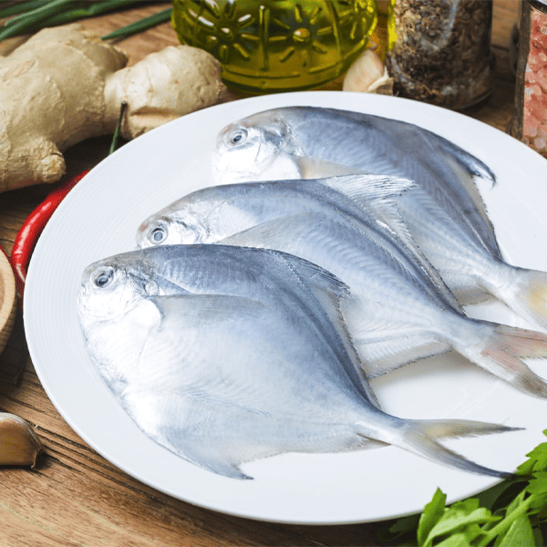 silver pomphet fish image