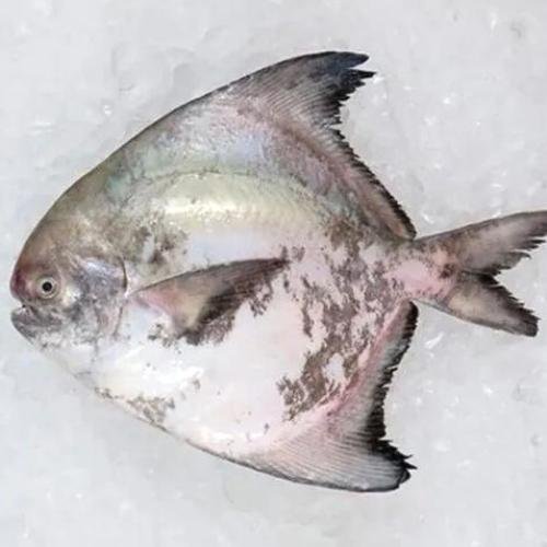 Khapri-1 Fresh pomfret fish placed on ice, showing its flat body, silver skin, and dark-edged fins Khapri-1
